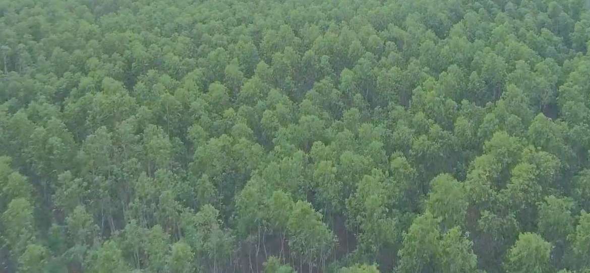 TNPL forestry