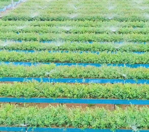 TNPL achievement in plantation research