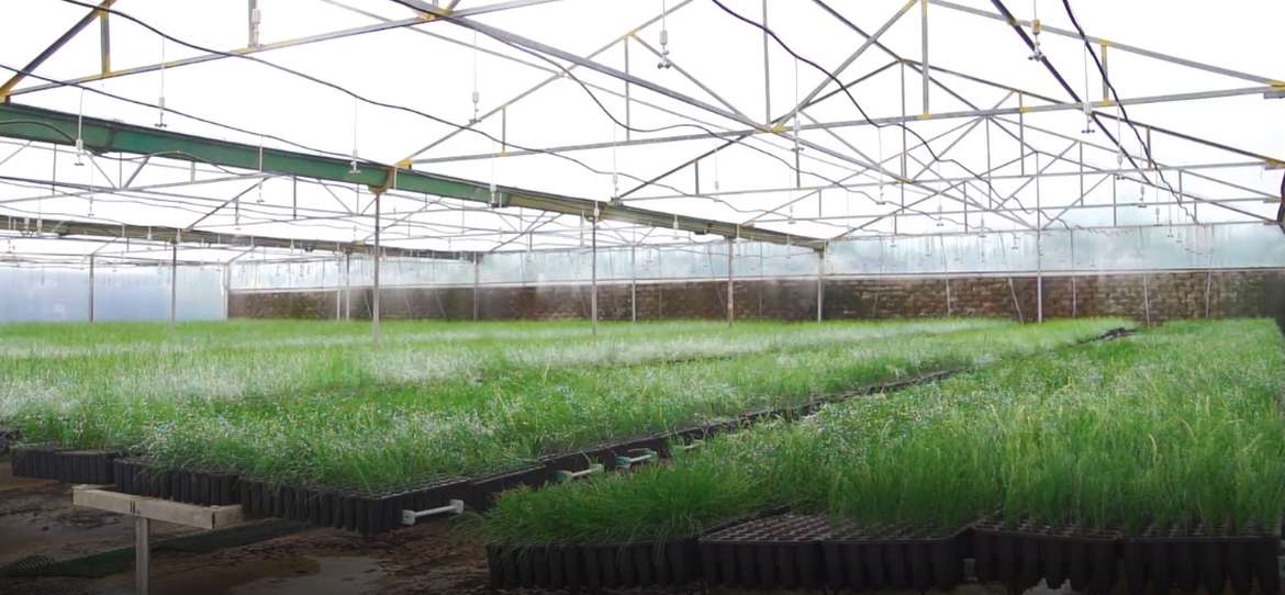 TNPL plantation