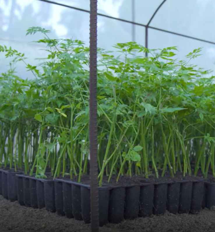 TNPL plantation